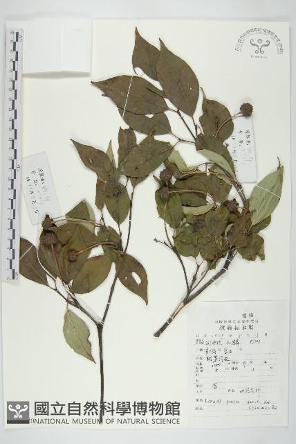 Accession Number:S047720 Collection Image, Figure 1, Total 2 Figures