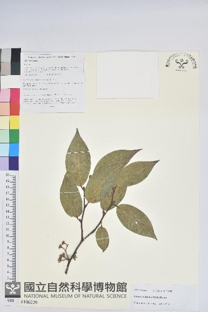 南燭藏品圖，第1張