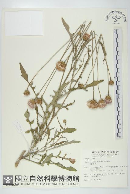 泥胡菜藏品圖，第1張