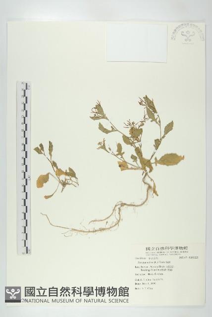 葶藶藏品圖，第1張