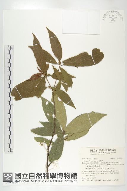 猴歡喜藏品圖，第1張