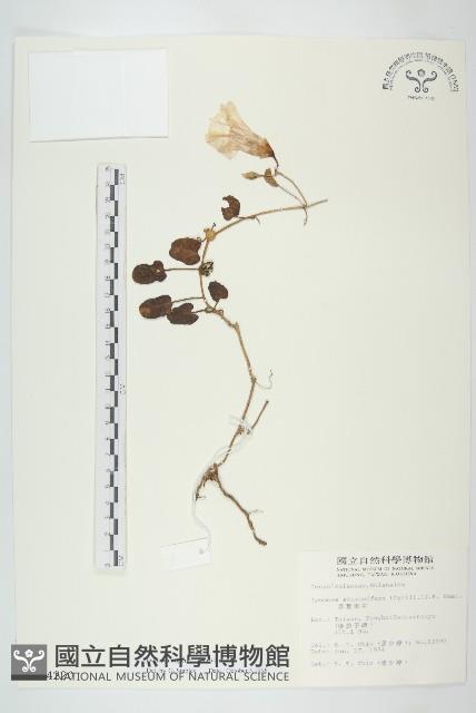 厚葉牽牛藏品圖，第1張