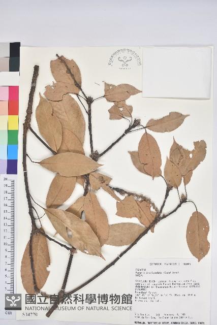 短尾柯、油葉杜、嶺南柯藏品圖，第1張