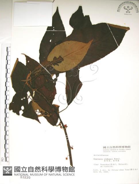 水冬瓜藏品圖，第1張