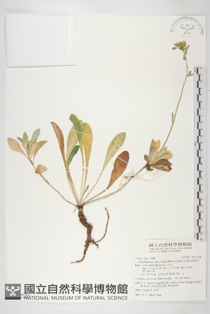 細葉假黃鵪菜藏品圖，第1張