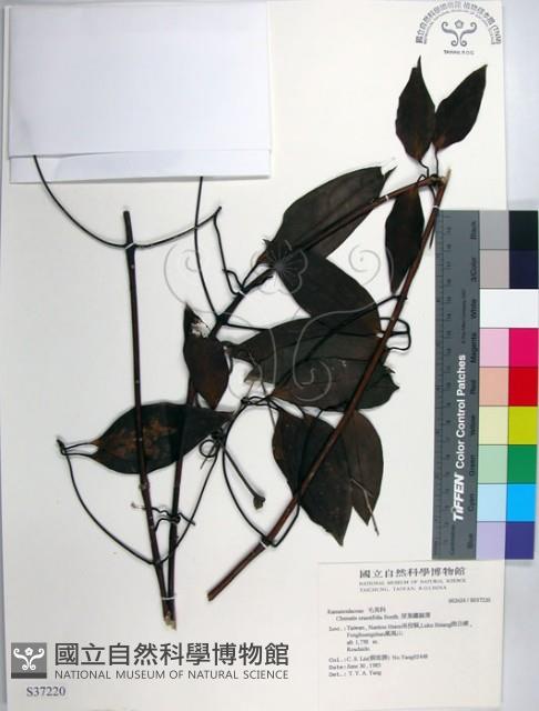 厚葉鐵線蓮藏品圖，第1張