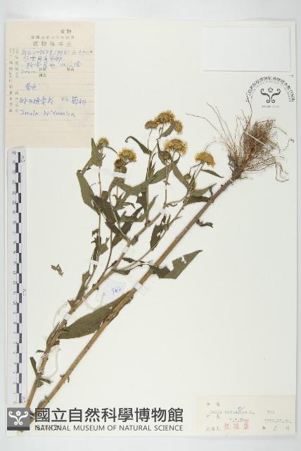 歐亞旋覆花藏品圖，第1張