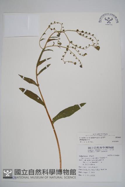 琉璃草藏品圖，第1張