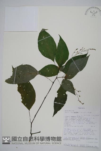 登錄號:S096420藏品圖，第1張