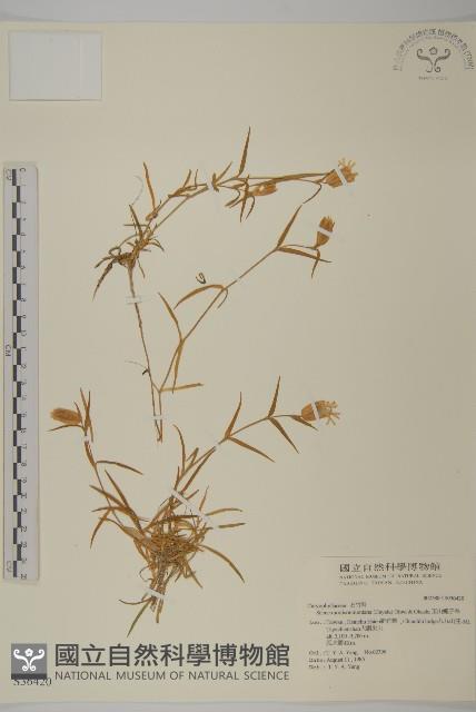 玉山蠅子草藏品圖，第1張