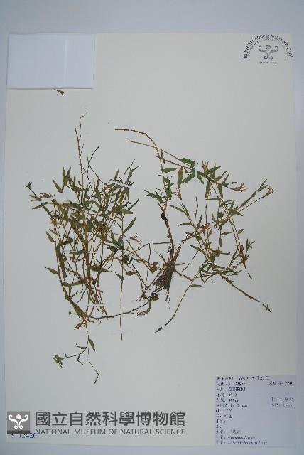 半邊蓮、鐮磨仔草藏品圖，第1張