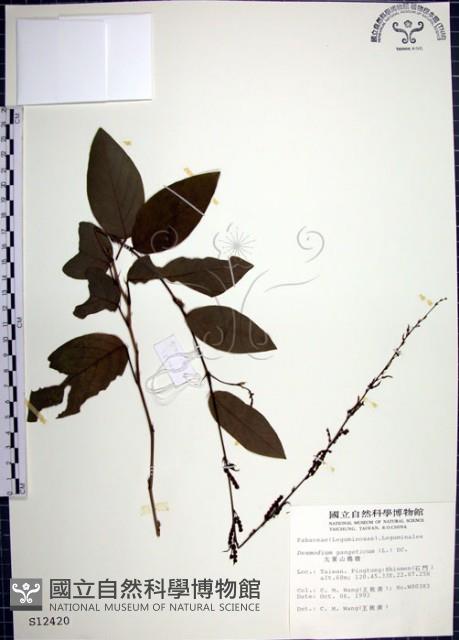 大葉山螞蝗藏品圖，第1張