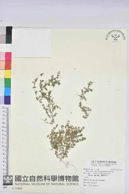 匐根大戟藏品圖，第1張