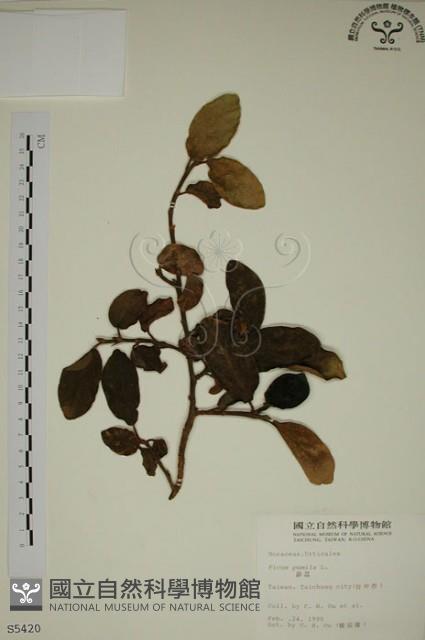 薜荔藏品圖，第1張