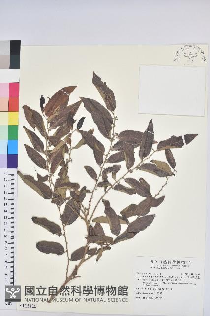 菲律賓饅頭果藏品圖，第1張