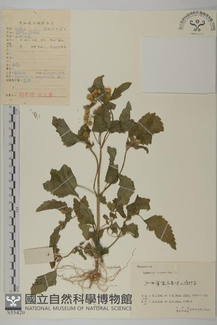 霍香薊藏品圖，第1張