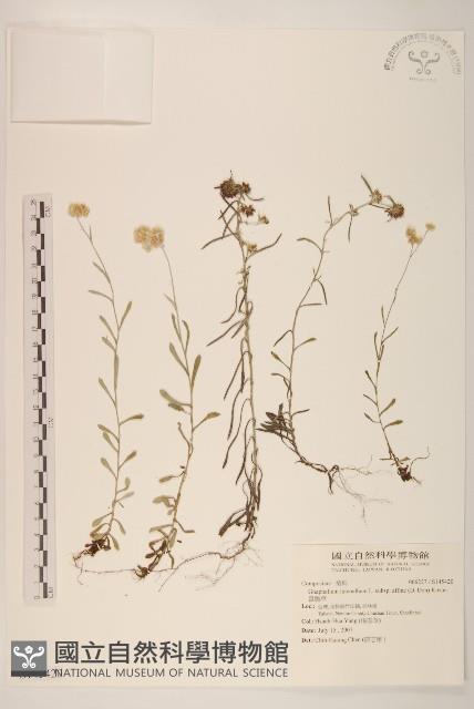 鼠麴草藏品圖，第1張