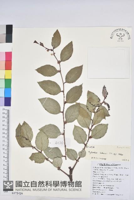 登錄號:S175420藏品圖，第1張