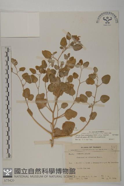 變葉藜藏品圖，第1張