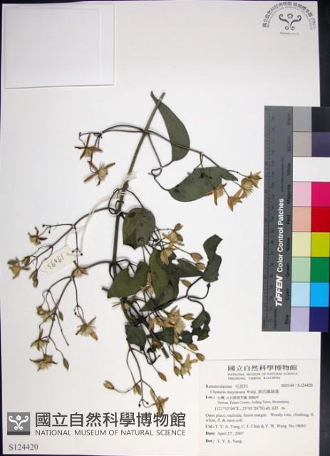 麥氏鐵線蓮藏品圖，第1張