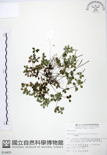 小椒草藏品圖，第1張