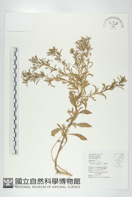 獨行菜藏品圖，第1張