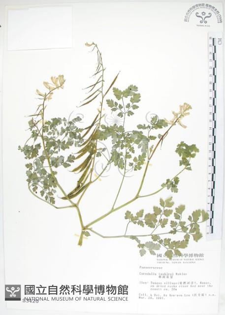 臺灣黃菫藏品圖，第1張