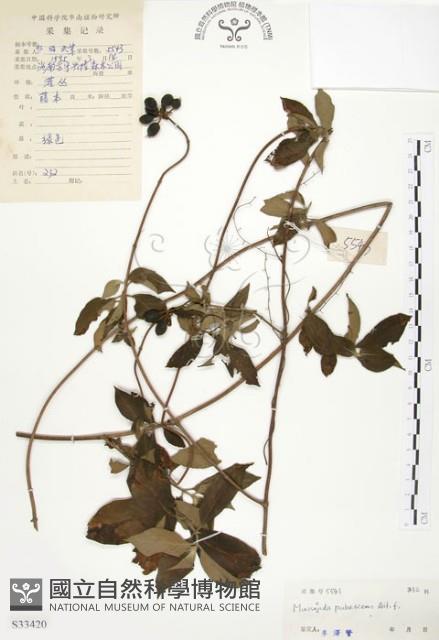 毛玉葉金花藏品圖，第1張