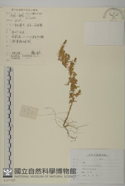 地膚、掃手草藏品圖，第1張