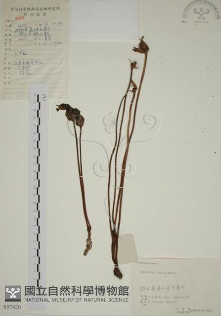 野菰藏品圖，第1張