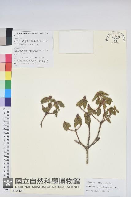 櫻草杜鵑藏品圖，第1張