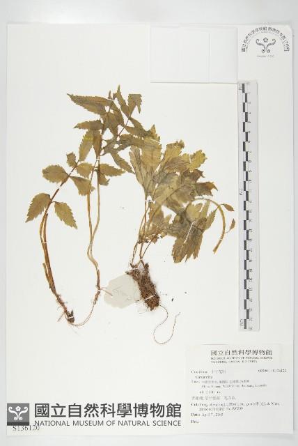 登錄號:S136120藏品圖，第1張