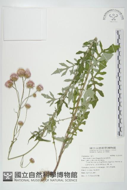 泥胡菜藏品圖，第1張