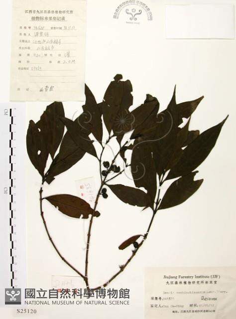 茜草樹藏品圖，第1張