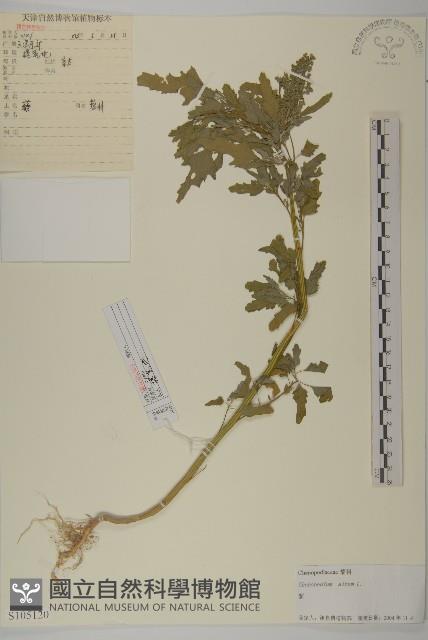 藜、灰藜藏品圖，第1張