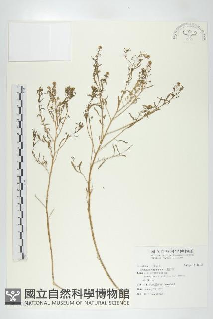 獨行菜藏品圖，第1張