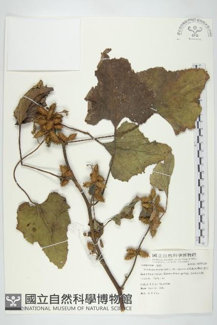 蒼耳藏品圖，第1張