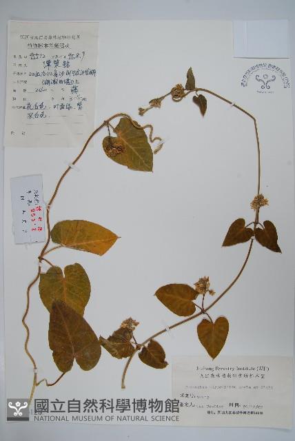 牛皮消藏品圖，第1張