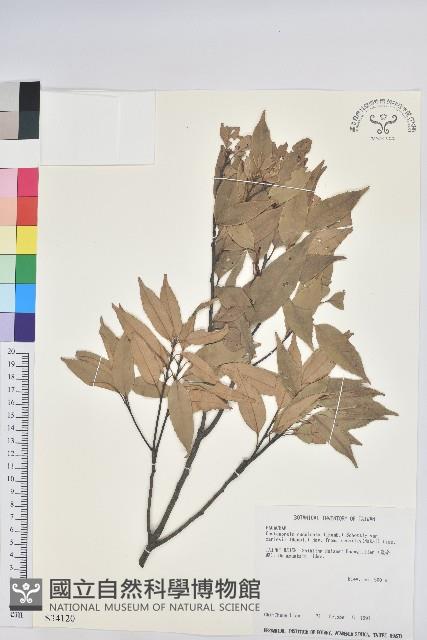 白校欑藏品圖，第1張