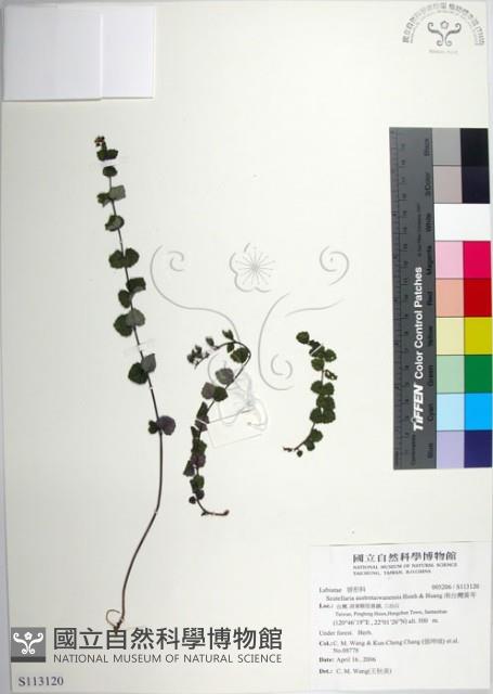 南台灣黃芩藏品圖，第1張