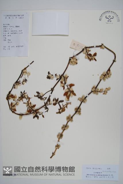 匙葉蓮子草藏品圖，第1張