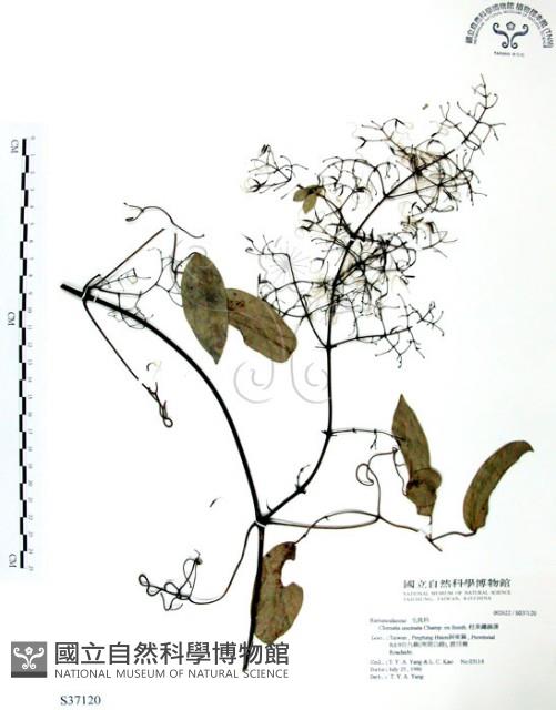 柱果鐵線蓮藏品圖，第1張