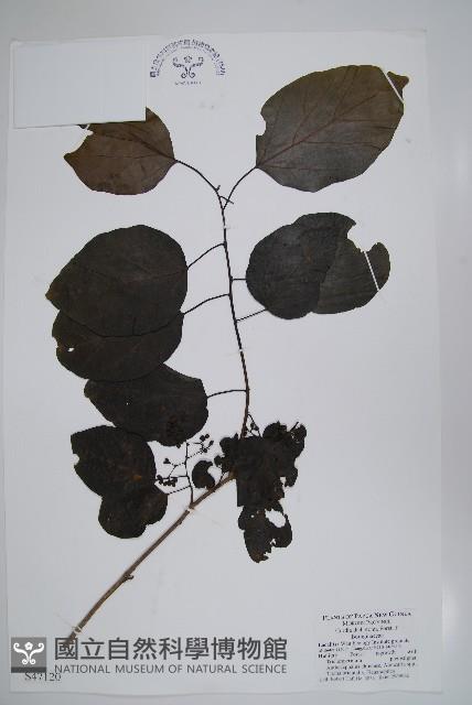 破布子藏品圖，第1張