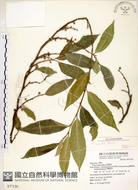 菲律賓榕藏品圖，第1張