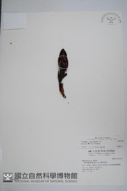 穗花蛇菰藏品圖，第1張