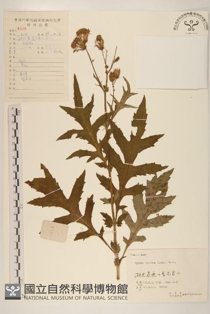 三七草藏品圖，第1張