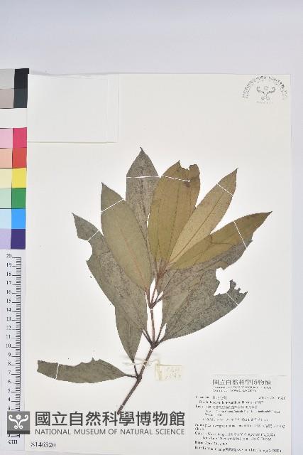 西施花藏品圖，第1張