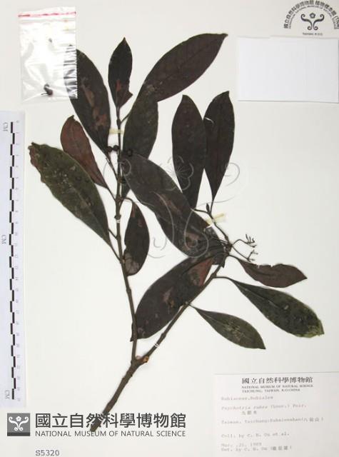 九節木、牛屎烏、青龍吐霧藏品圖，第1張