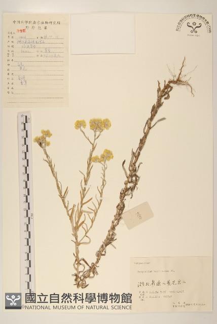 秋鼠麴草藏品圖，第1張