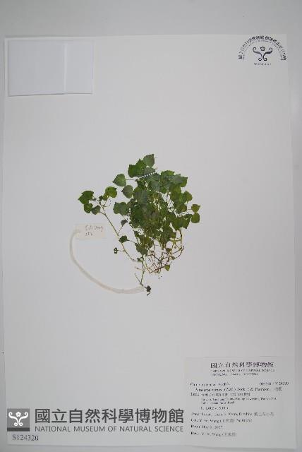 Accession Number:S124320 Collection Image, Figure 1, Total 2 Figures